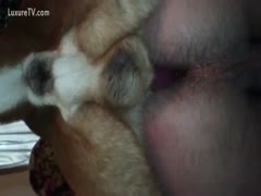 A dog places its pecker in a slutwife's obscene crevice to copulate